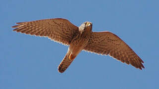 Common Kestrel