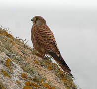 Common Kestrel