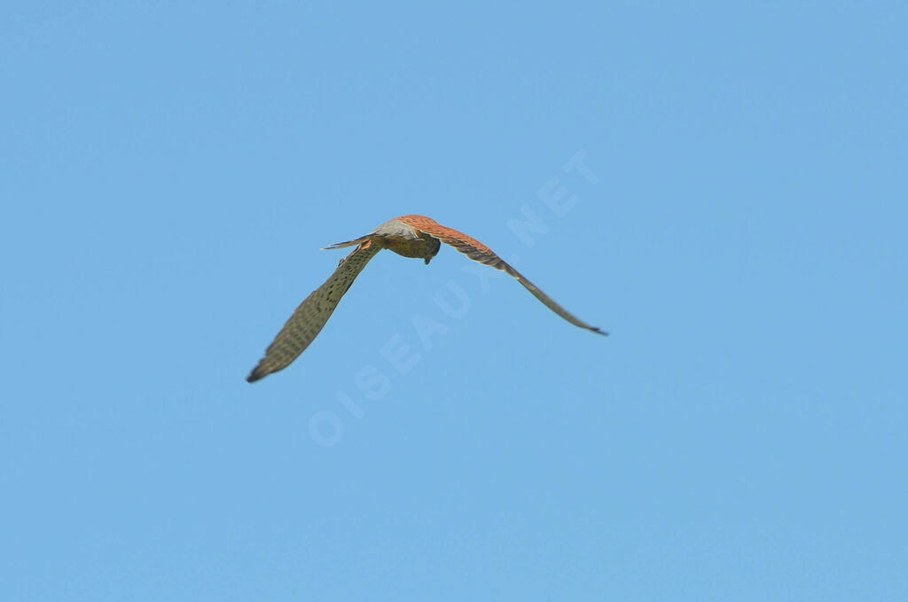 Common Kestreladult, Flight