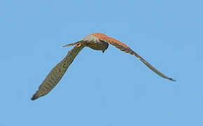 Common Kestrel