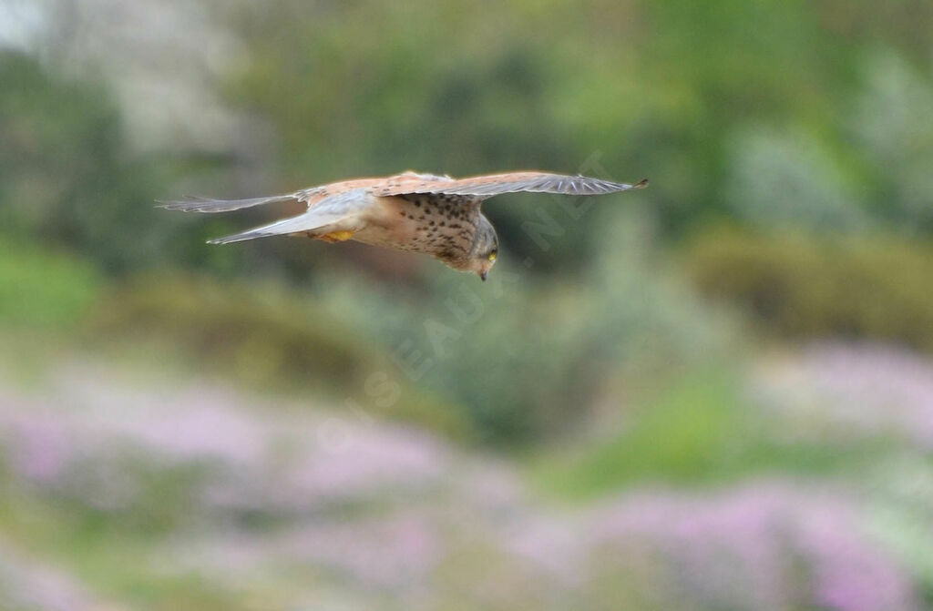 Common Kestreladult, Flight