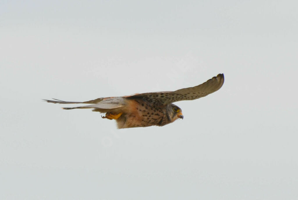 Common Kestreladult, Flight