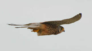 Common Kestrel