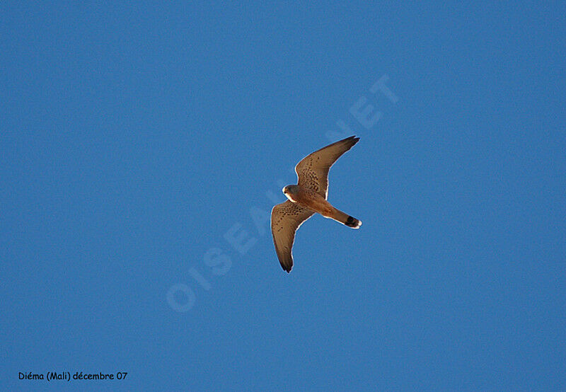 Lesser Kestrel male adult