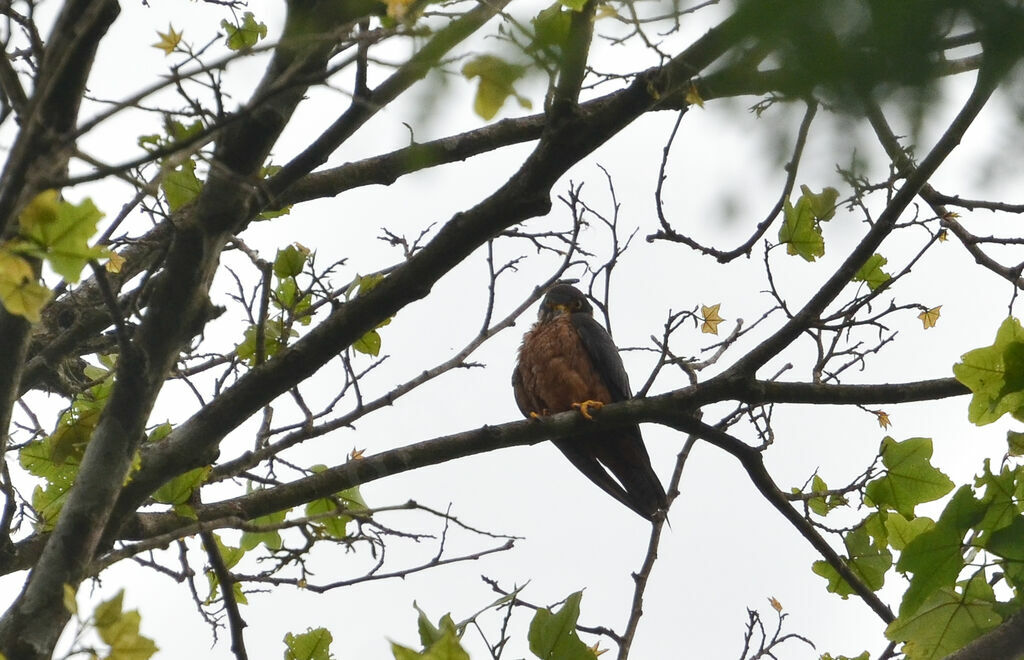 Faucon de Cuvieradulte, identification