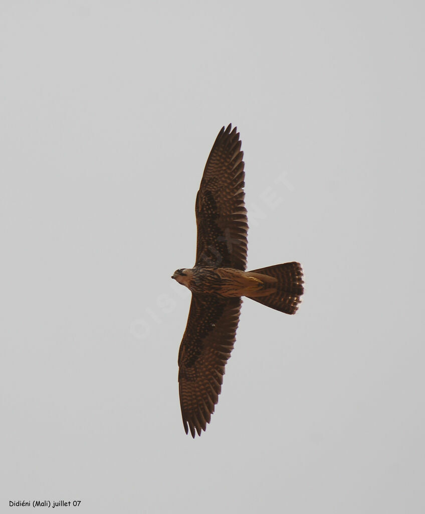 Lanner Falcon