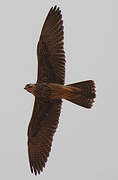 Lanner Falcon