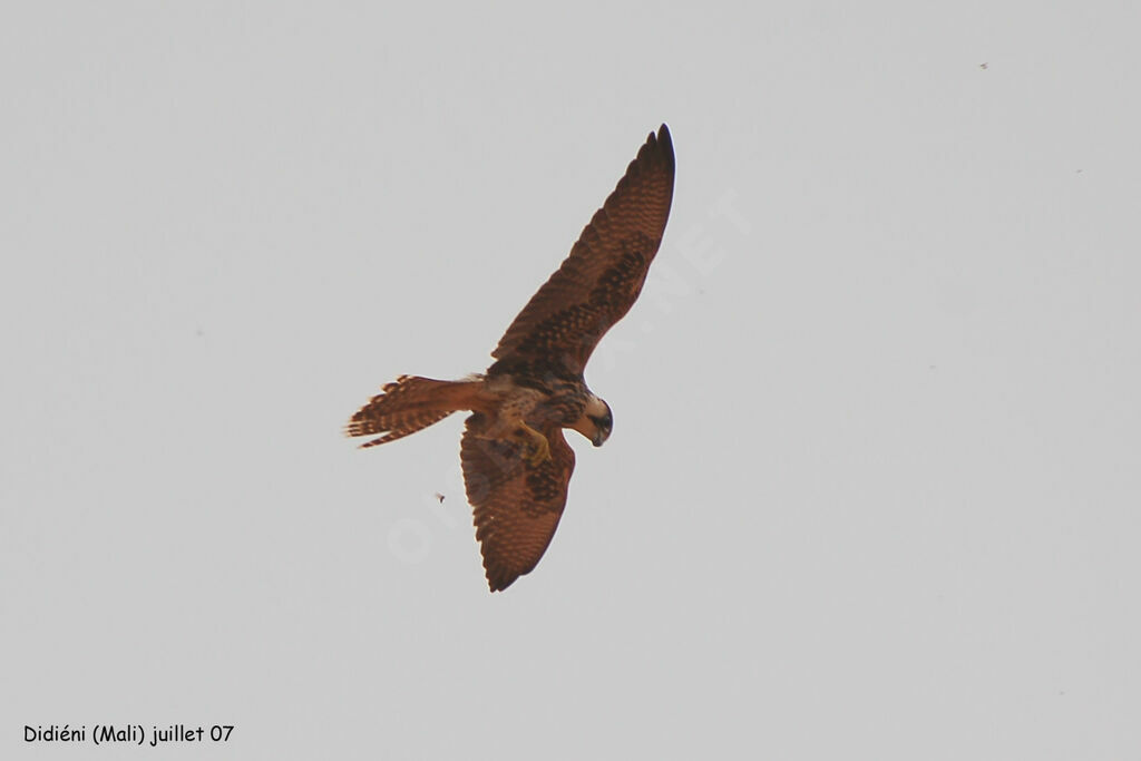 Lanner Falcon