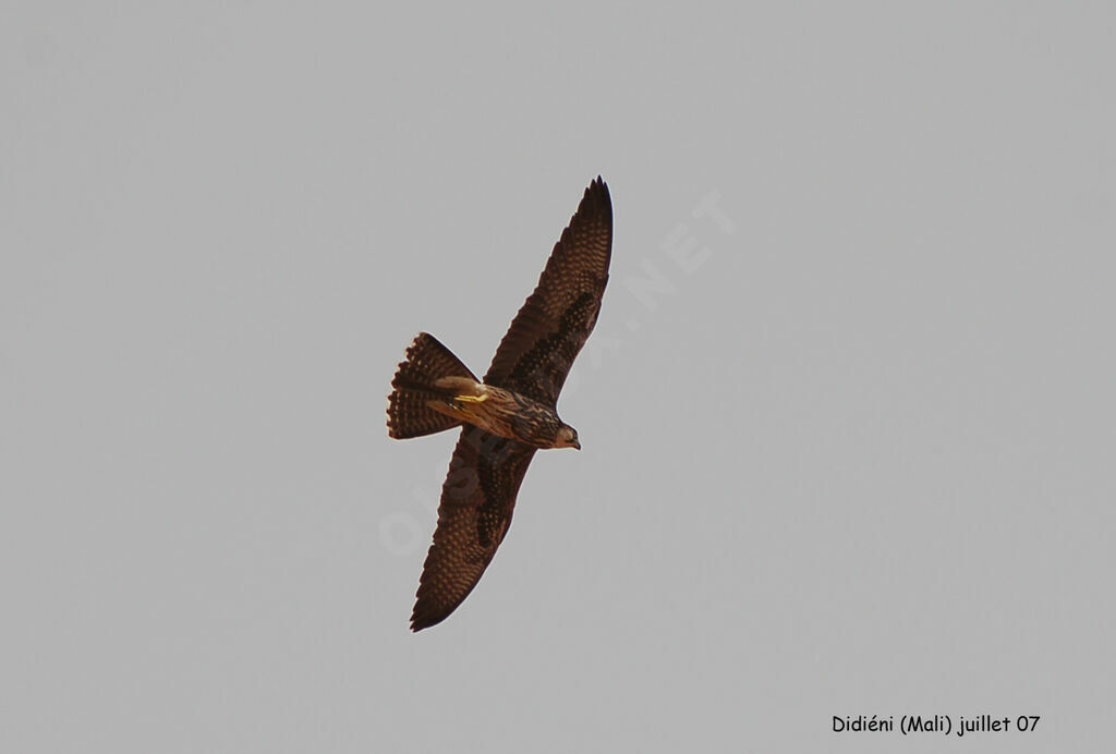 Lanner Falcon