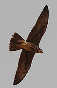 Lanner Falcon