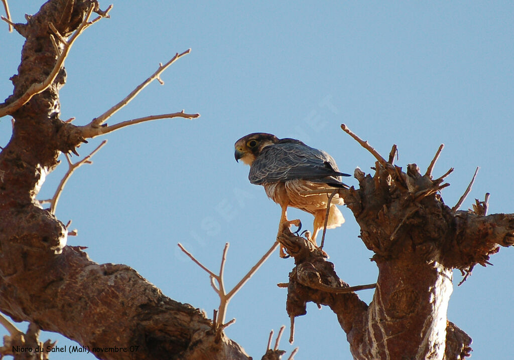 Lanner Falcon