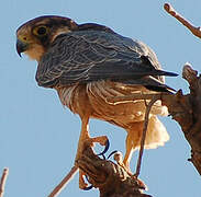 Lanner Falcon