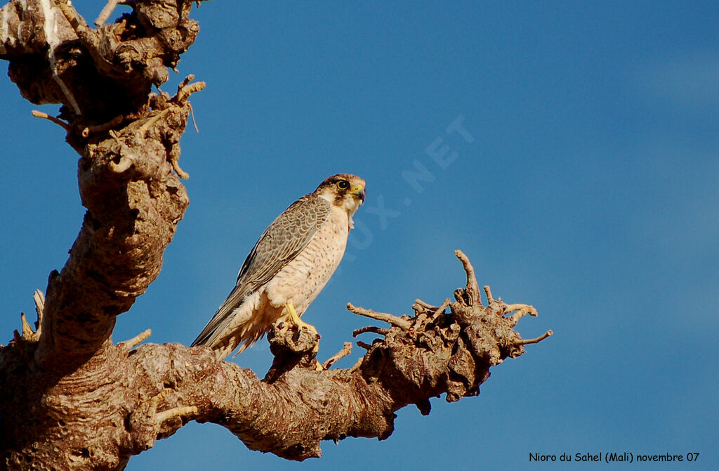 Lanner Falcon