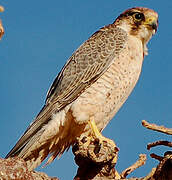 Lanner Falcon