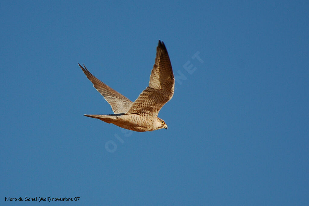 Lanner Falcon