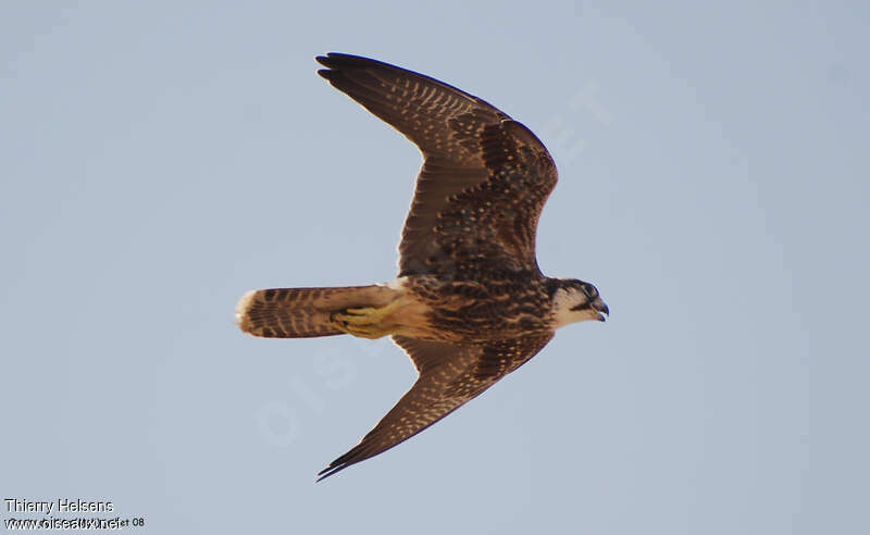 Lanner Falconjuvenile, Flight