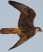 Lanner Falcon