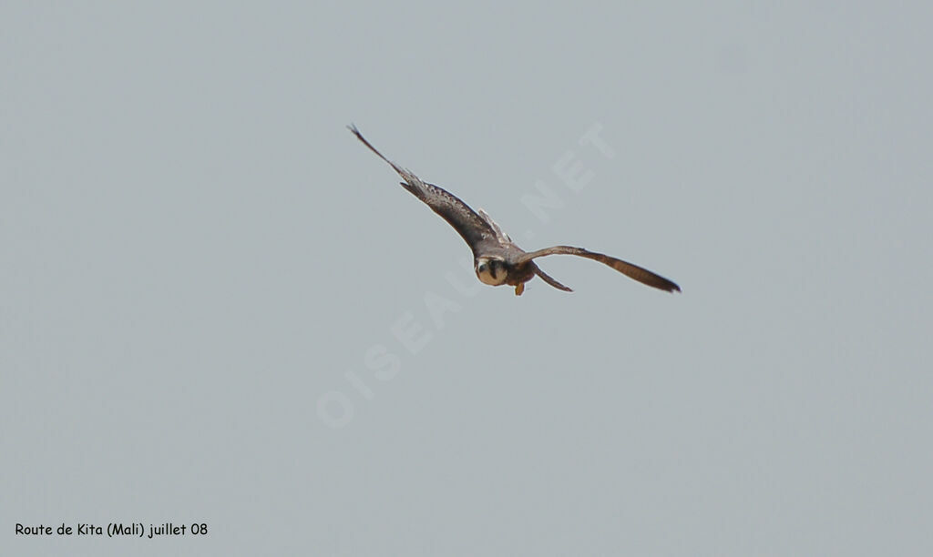 Lanner Falcon