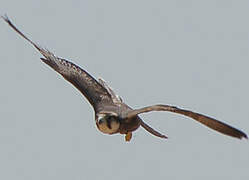 Lanner Falcon