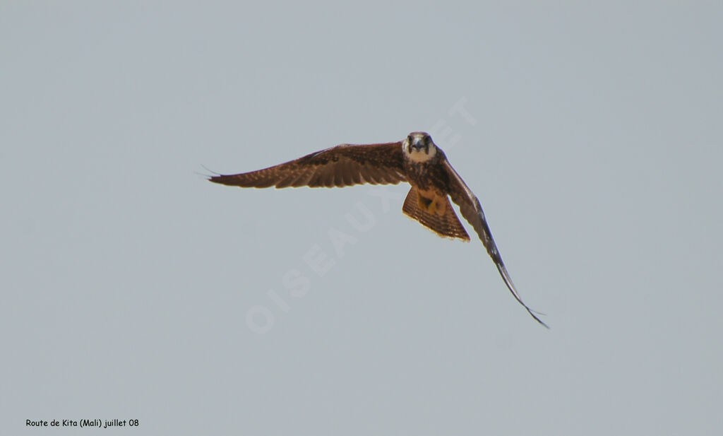 Lanner Falcon