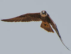 Lanner Falcon