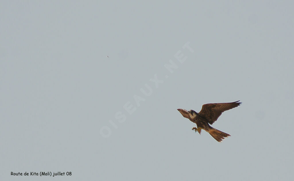 Lanner Falcon