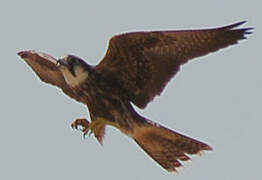 Lanner Falcon