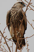 Lanner Falcon