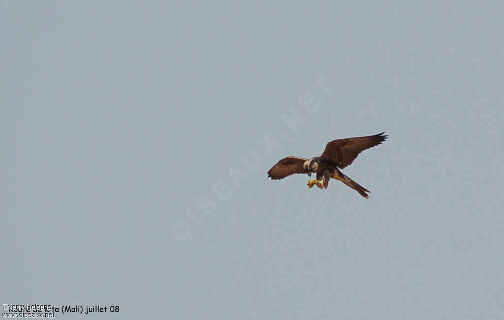 Faucon lanierjuvénile, Vol, pêche/chasse