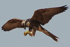 Lanner Falcon