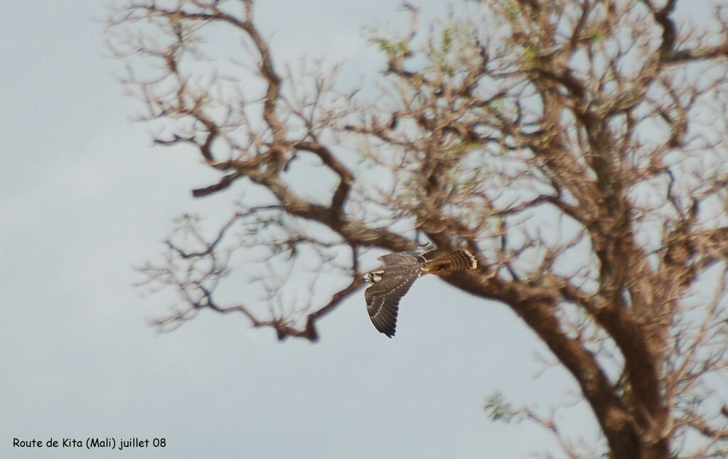 Lanner Falcon