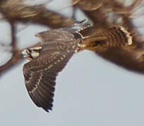 Lanner Falcon