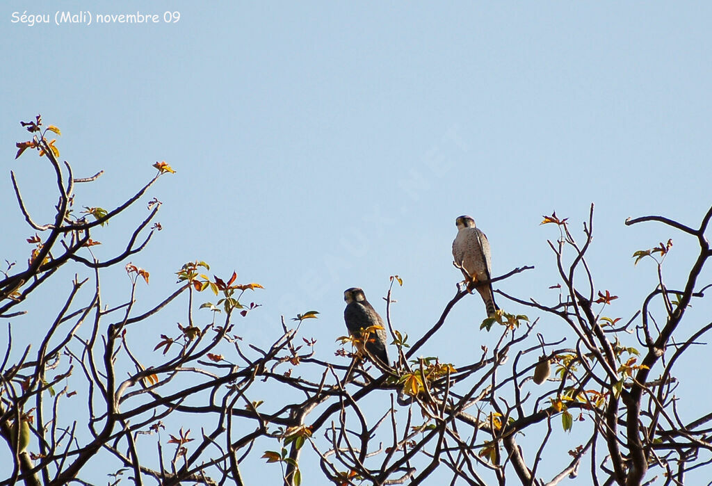 Lanner Falcon adult