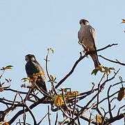 Lanner Falcon