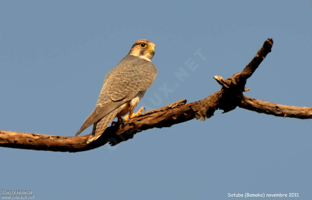 Lanner Falconadult, pigmentation