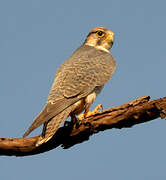 Lanner Falcon