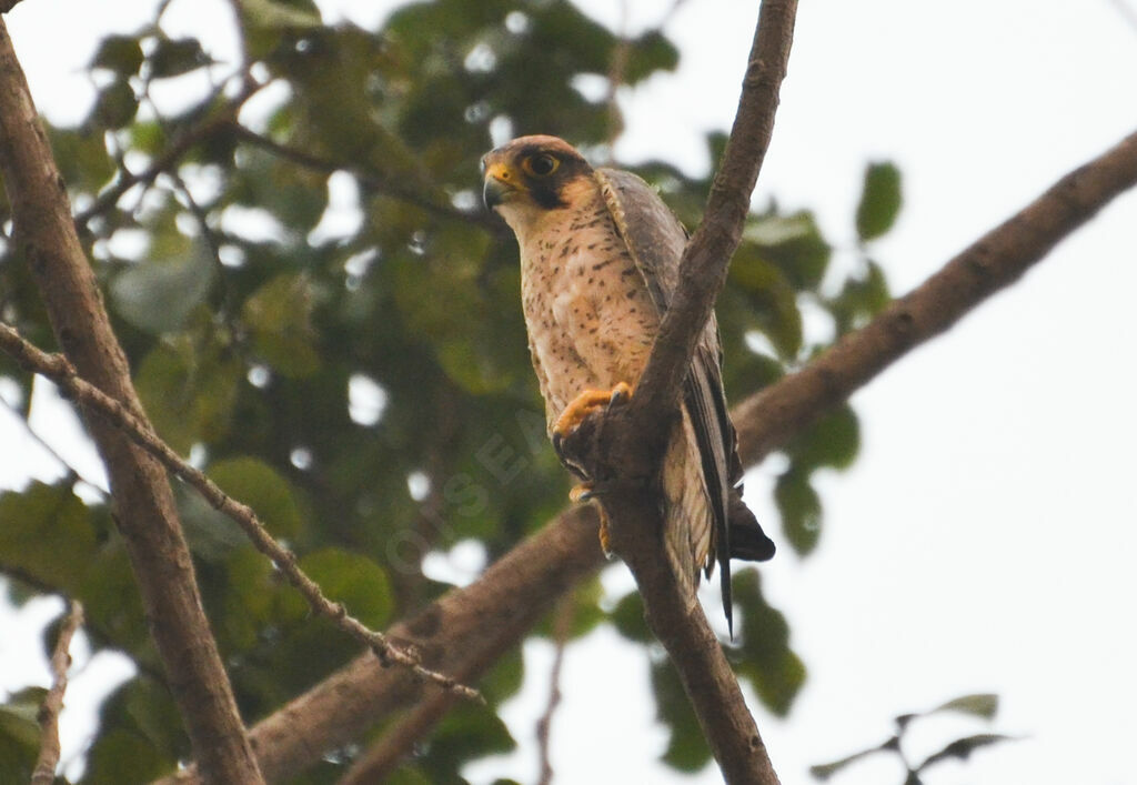 Lanner Falconadult, identification