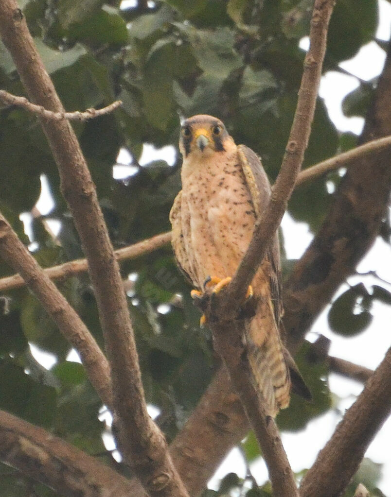 Lanner Falcon