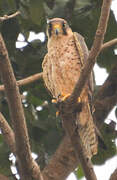 Lanner Falcon