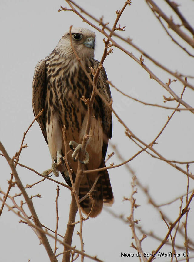 Lanner Falcon - Falco biarmicus First year - thhe34040