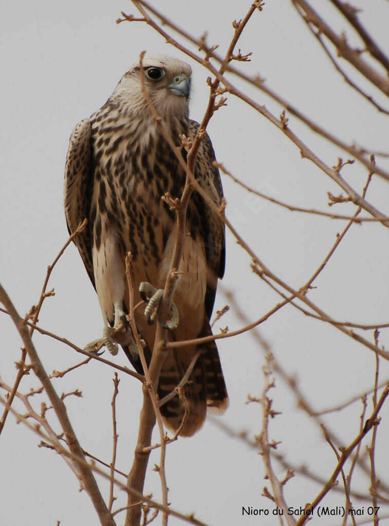 Lanner FalconFirst year