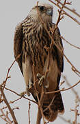 Lanner Falcon