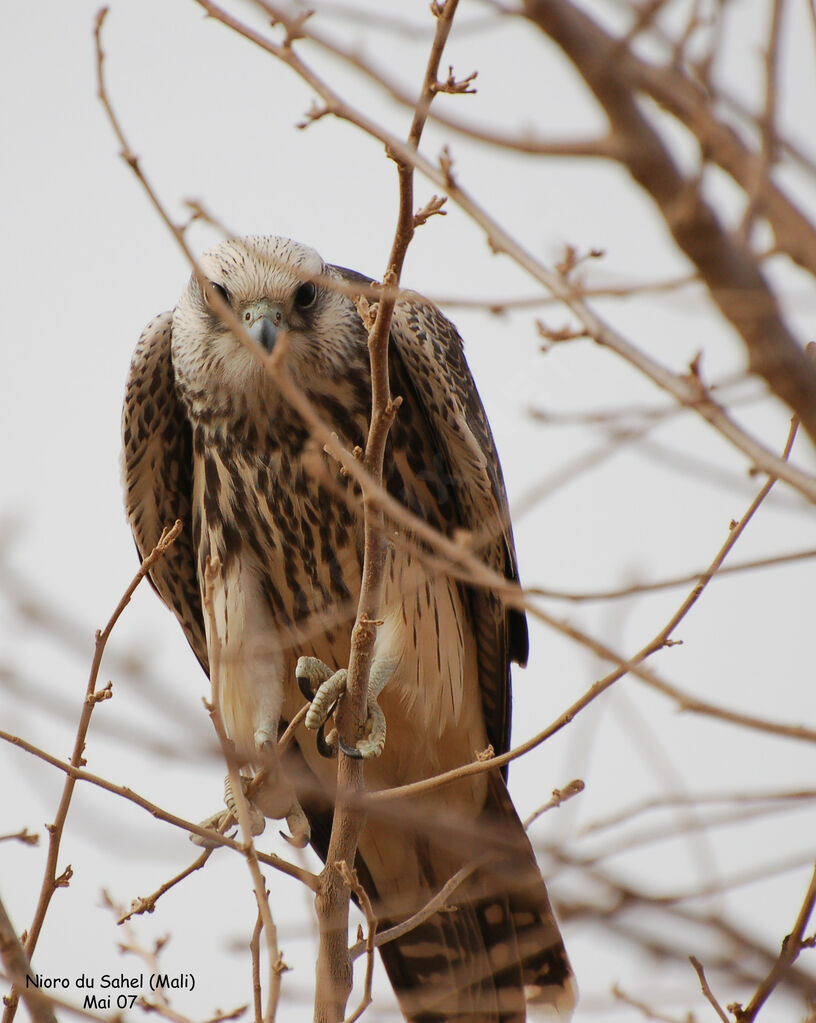 Lanner FalconFirst year