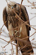 Lanner Falcon