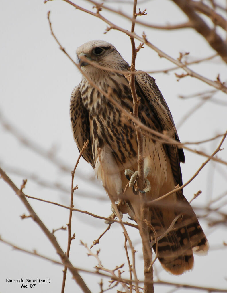 Lanner FalconFirst year