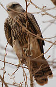 Lanner Falcon