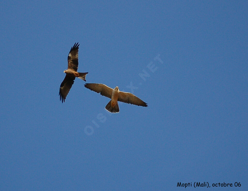 Lanner Falconadult