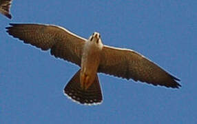 Lanner Falcon