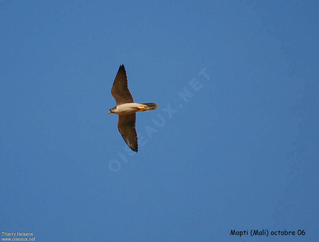 Lanner Falconadult, Flight