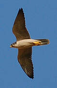 Lanner Falcon